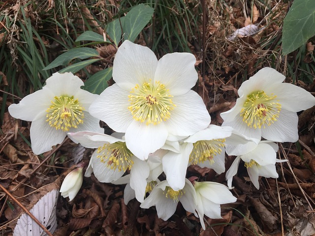 2634-jardin-des-escheris-hellebores-normandie.jpg