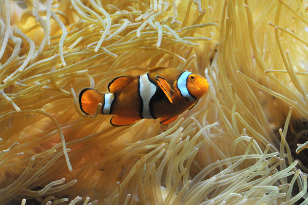 2714-musee-aquarium-de-nancy-poisson-clown.jpg