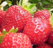 228-plougastel-musee-fraise-fraises.jpg