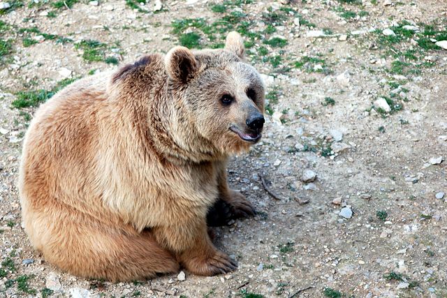 1229-zoo-de-montpellier-ours.jpg