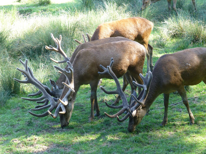 1332-parc-animalier-de-sainte-croix-rhodes.jpg