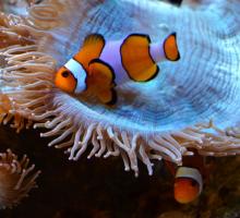 148-aquarium-tropical-pyrenees-agos-2.jpg