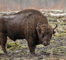 258-bison-europe-lozere.jpg