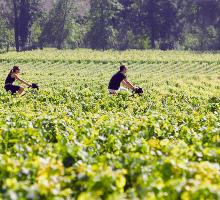 964-chateau-belloy-vino-velo.jpg