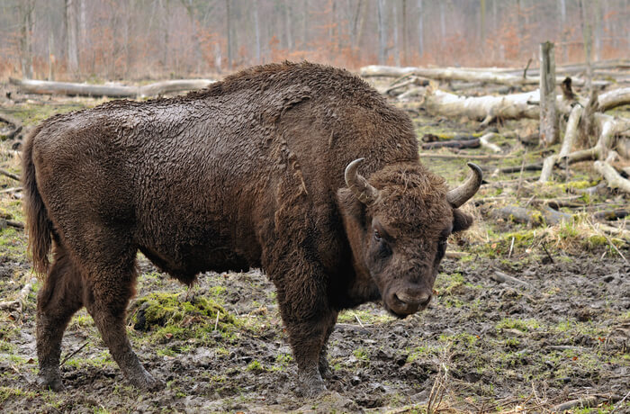 258-bison-europe-lozere.jpg