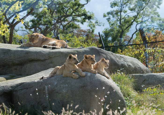 645-zoo-de-vincennes-lionne(1).jpg