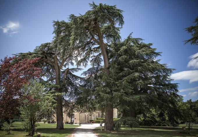 200-parc-arbres-centenaires-chateau-leognan.jpg